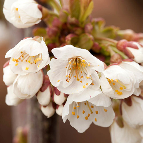 Cherry Bush Porthos Cherry Bush Porthos