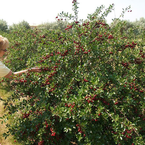 Cherry Bush Porthos Cherry Bush Porthos