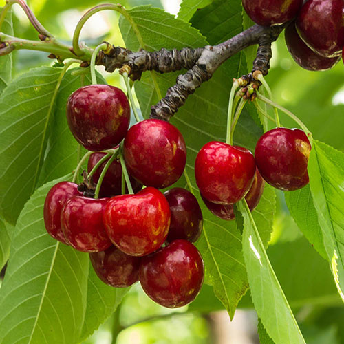 Cherry Stella Tree