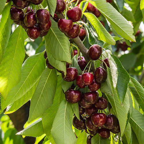 Cherry Stella Tree