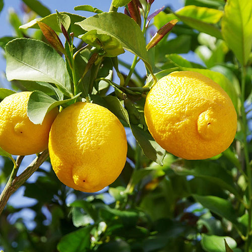 Citrus Lemon Tree