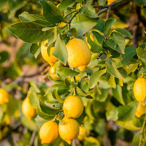 Citrus Lemon Tree
