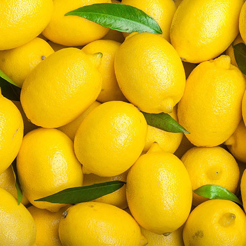 Citrus Lemon Tree