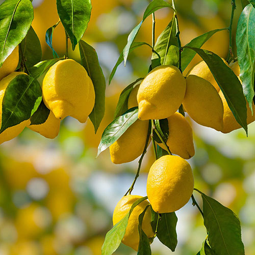 Citrus Lemon Tree