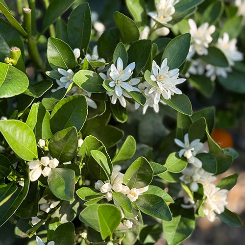Citrus Lemon Tree