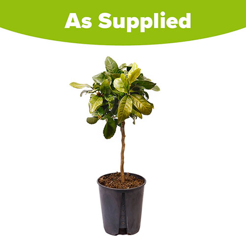 Citrus Lemon Tree