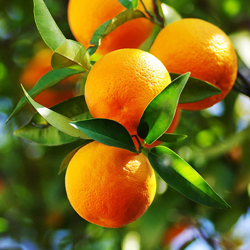 Sicilian Orange Tree