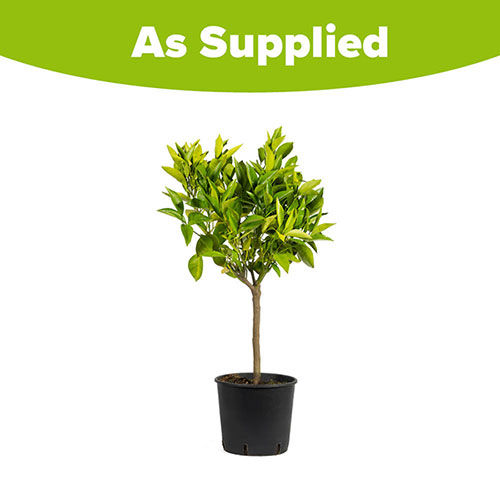 Sicilian Orange Tree