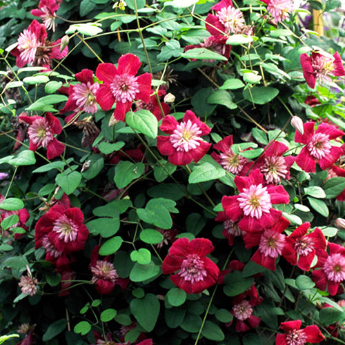 Premium Double Clematis Avant Garde Premium Double Clematis Avant Garde