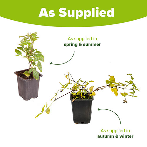 Premium Double Clematis Avant Garde Premium Double Clematis Avant Garde