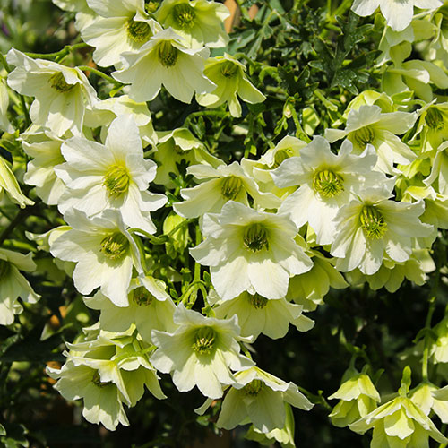 Evergreen Clematis Early Sensation Evergreen Clematis Early Sensation