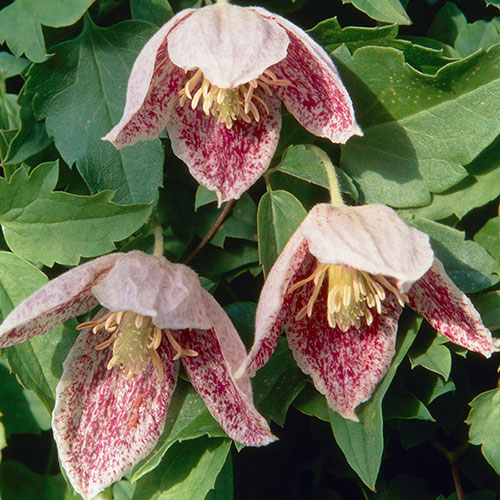 Clematis Freckles Clematis Freckles