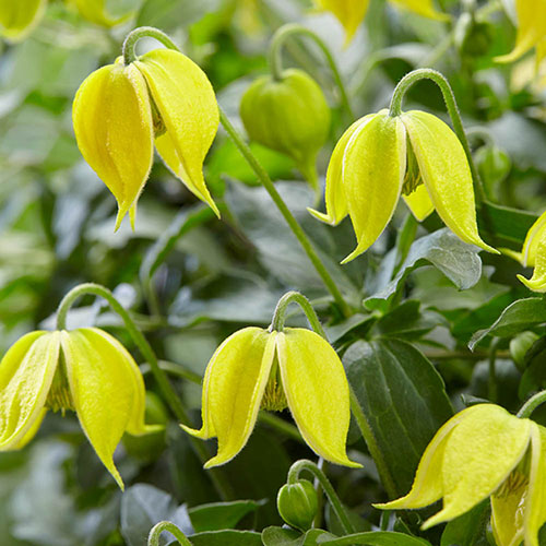 Clematis Little Lemons Clematis Little Lemons