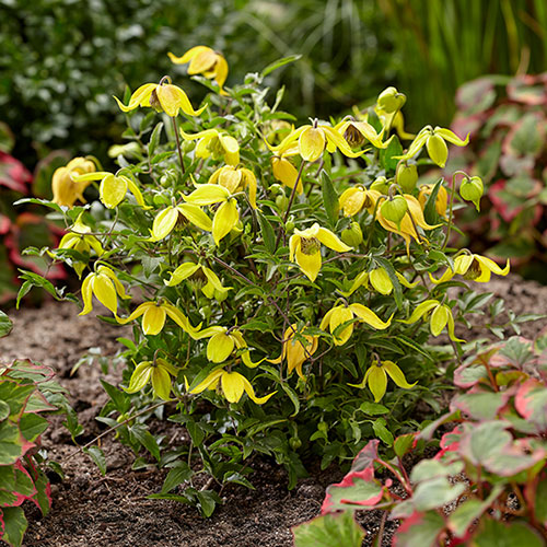 Clematis Little Lemons Clematis Little Lemons