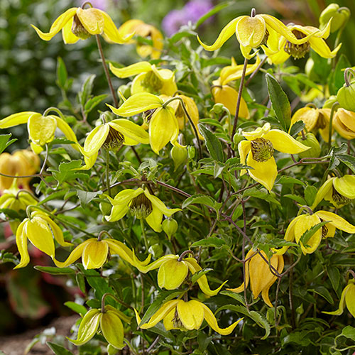 Clematis Little Lemons Clematis Little Lemons