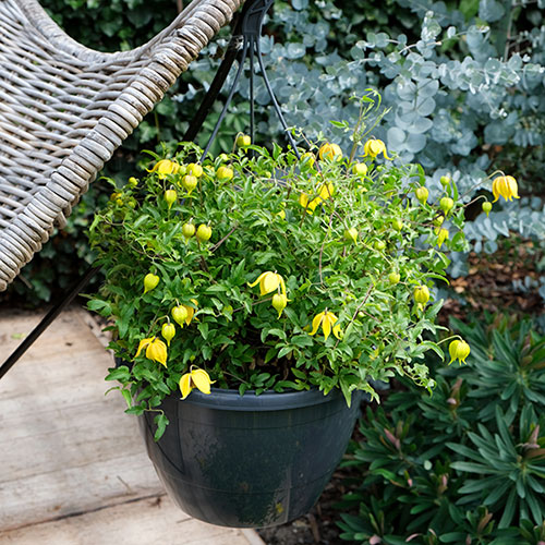 Clematis Little Lemons Clematis Little Lemons