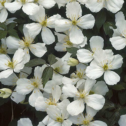 Clematis montana Grandiflora Clematis montana Grandiflora