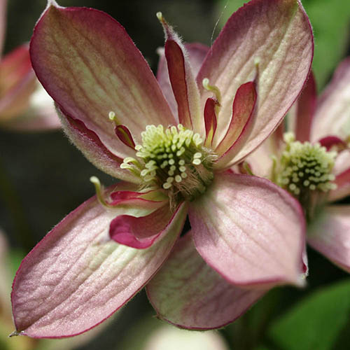 Clematis montana Broughton Star Clematis montana Broughton Star