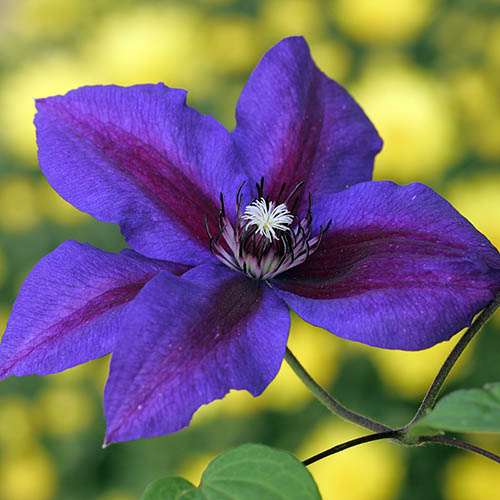 Clematis Mrs N Thompson 