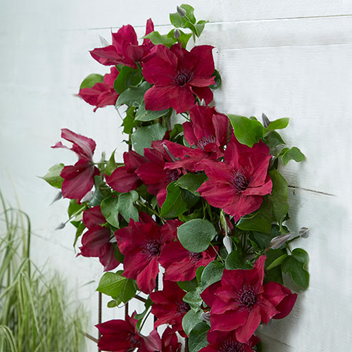 Patio Clematis Nubia Boulevard Patio Clematis Nubia Boulevard