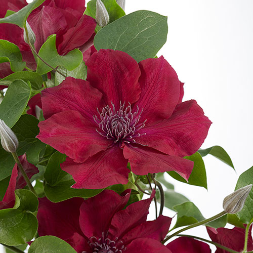 Patio Clematis Nubia Boulevard Patio Clematis Nubia Boulevard