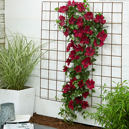Patio Clematis Nubia Boulevard Patio Clematis Nubia Boulevard