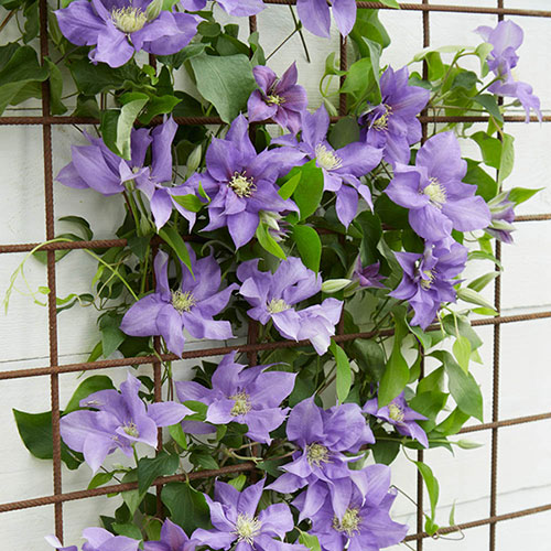 Patio Clematis Olympia Boulevard