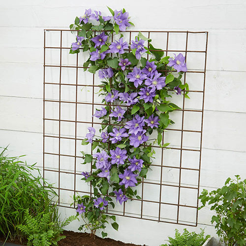Patio Clematis Olympia Boulevard