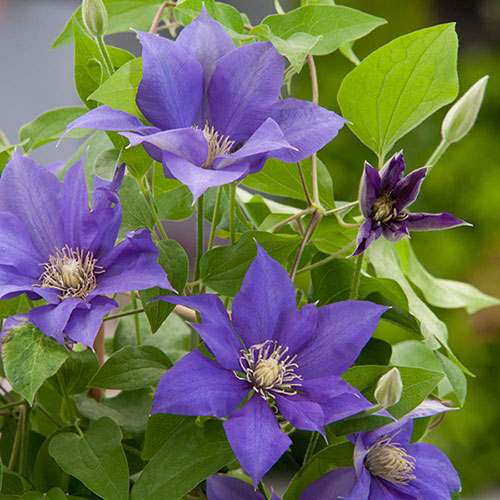 Patio Clematis Olympia Boulevard