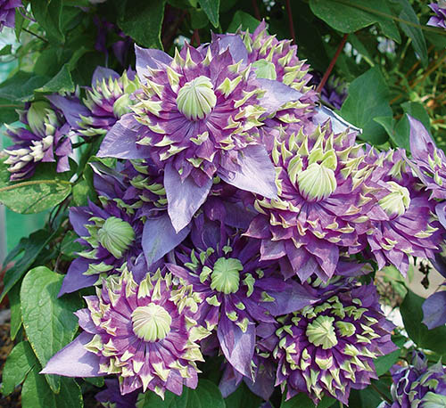Clematis Taiga