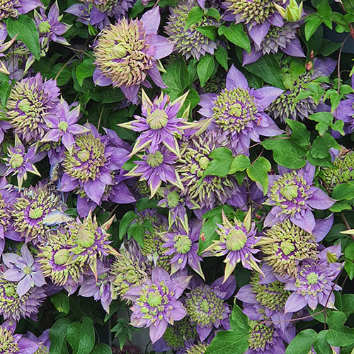 Clematis Taiga