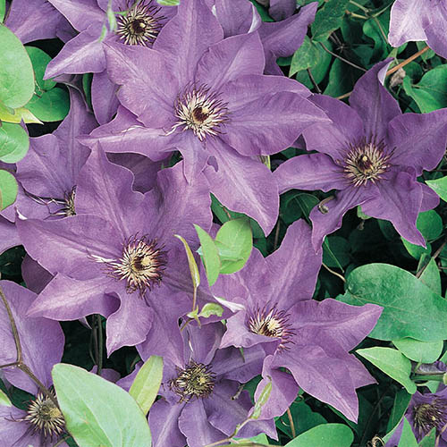 Clematis The President 