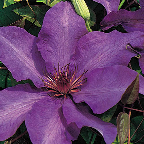 Clematis The President 