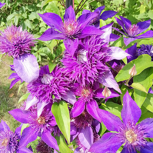 Clematis The President