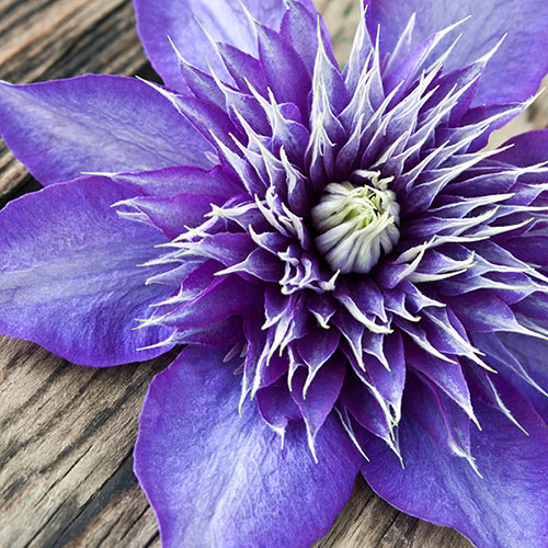 Clematis The President