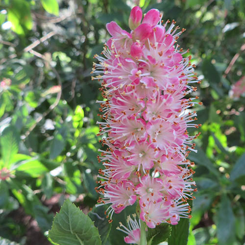 Clethra alnif. Ruby Spice 