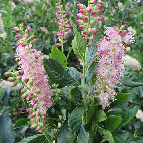 Clethra alnif. Ruby Spice 