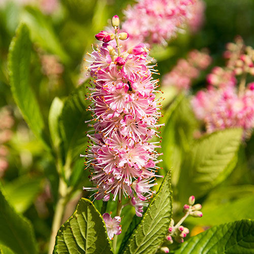 Clethra Ruby Spice