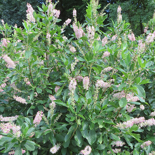 Clethra Ruby Spice