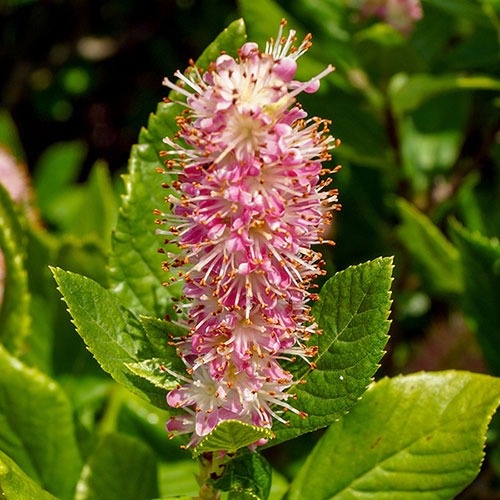 Clethra Ruby Spice