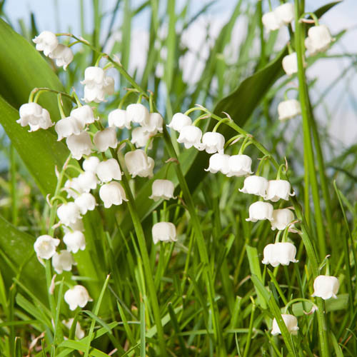Lily of the Valley Convallaria majalis Lily of the Valley Convallaria majalis