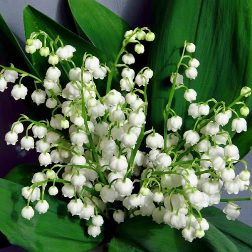 Lily of the Valley Convallaria majalis Lily of the Valley Convallaria majalis