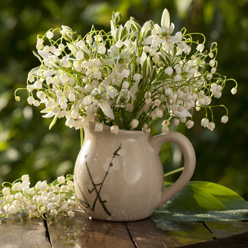 Lily of the Valley Convallaria majalis Lily of the Valley Convallaria majalis