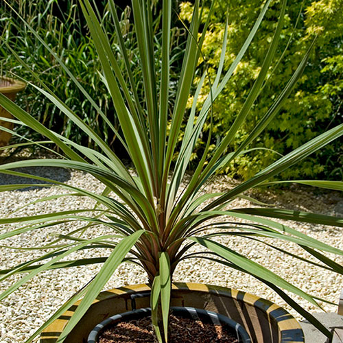Cordyline australis Green