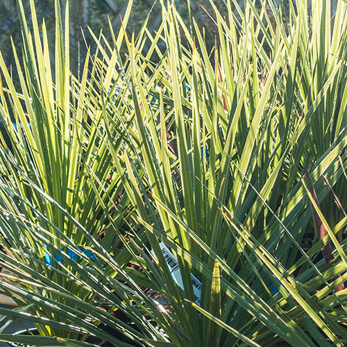 Cordyline australis Green