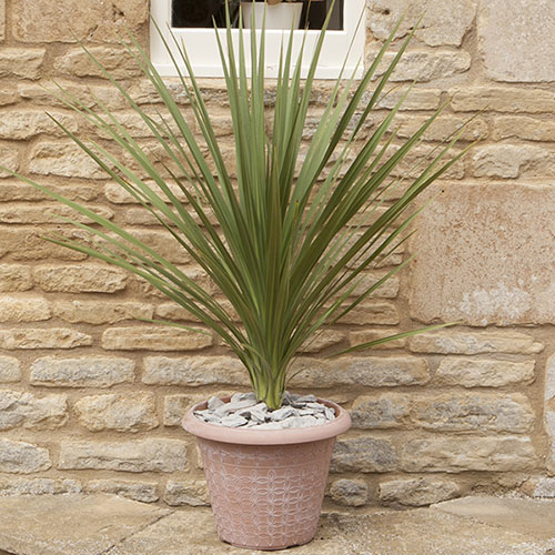 Cordyline australis Green
