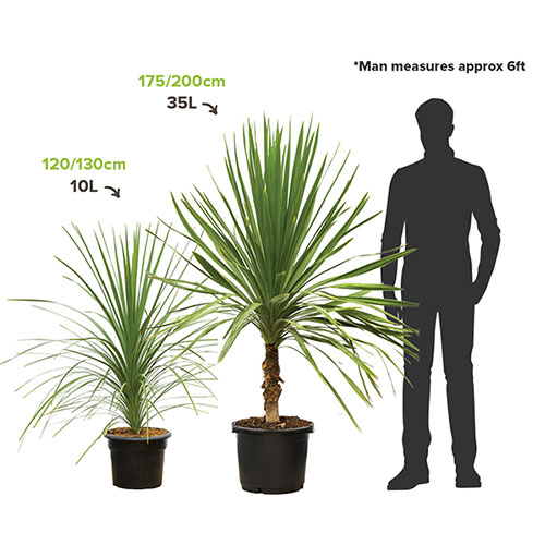 Cordyline australis Green