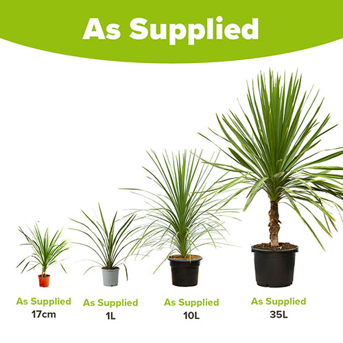 Cordyline australis Green