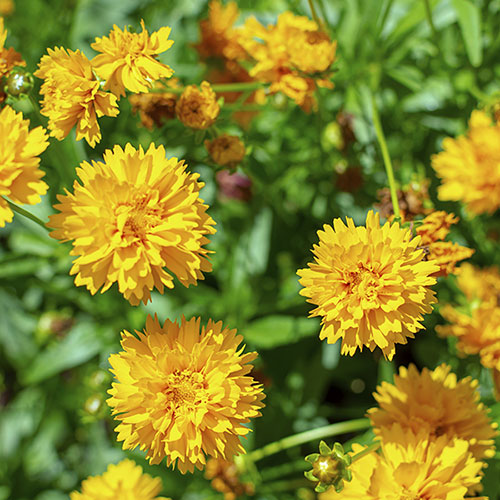 Coreopsis Early Sunrise