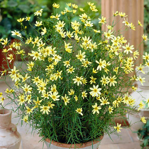 Coreopsis verticillata Moonbeam Coreopsis verticillata Moonbeam